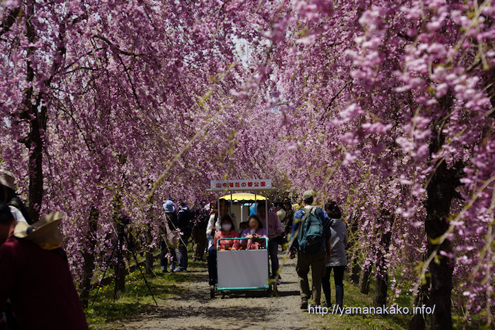八重しだれ桜のトンネル 山中湖観光情報気まぐれブログ