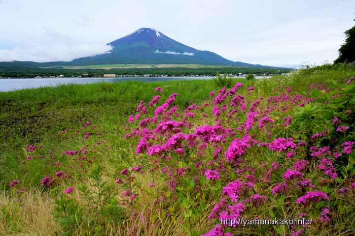 ピンクの小さな花 ムシトリナデシコ 山中湖観光情報気まぐれブログ