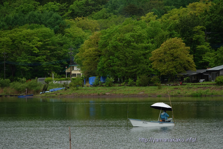 ヘラブナ釣り 山中湖観光情報気まぐれブログ