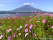 湖畔に少しだけ生えているコスモスが満開となりました 08年9月11日撮影