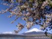 桜が満開ですが、葉も多く出てきました。 09年4月22日撮影