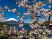 きらら前の八重桜が見頃になりました 25年4月30日撮影