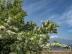 ズミの花が満開になりました 25年5月20日撮影