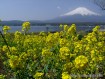 湖畔の畑に菜の花が咲いていました。 10年5月5日撮影