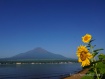 湖畔のひまわりが咲き始めました。 14年7月30日撮影