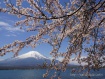 長池湖畔の桜が見頃となりました。 15年4月22日撮影