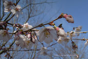 咲き始めた富士桜