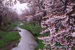 忍野のお宮橋の桜