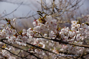 山中湖　桜の開花定点観測