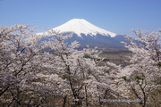 2014年4月27日、満開の桜と富士山＠山中湖