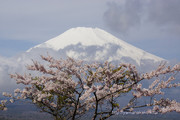 山中湖パノラマ台から桜と富士山