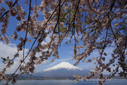 山中湖長池湖岸から桜と富士山