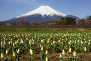 5月4日撮影、見頃を迎えたチューリップと富士山