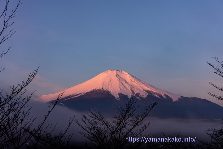 ピンク色の富士山