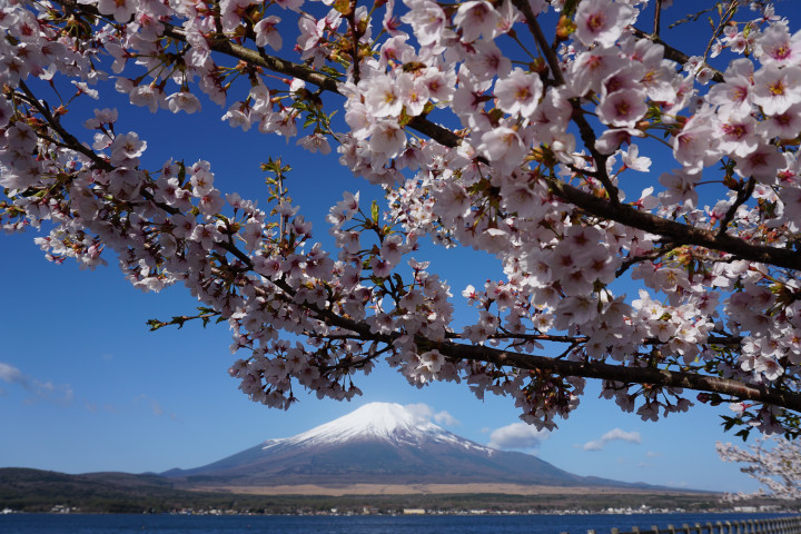 長池親水公園の桜はまだきれい | 山中湖観光情報気まぐれブログ