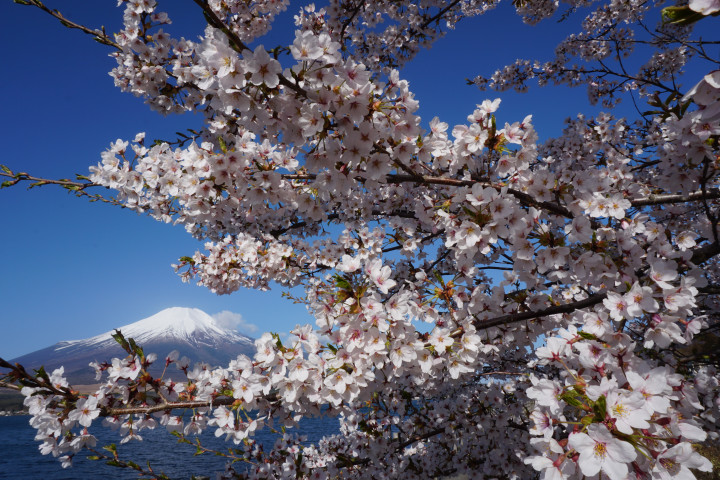 長池親水公園の桜はまだきれい | 山中湖観光情報気まぐれブログ