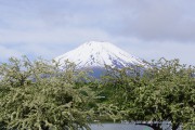 富士山バックに見頃を迎えたズミの花