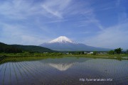 田んぼに映る富士山