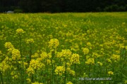 花の都公園のキカラシ