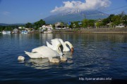 白鳥の雛がまた新たに3羽誕生しました