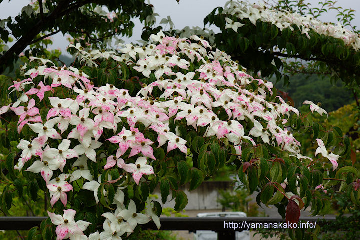 ピンクのヤマボウシ 山中湖観光情報気まぐれブログ