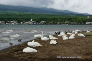 湖畔で静観する白鳥たち