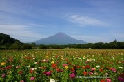 花の都公園の百日草と富士山