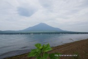 山中湖畔のひまわり