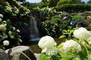 花の都公園清流の里のアジサイ