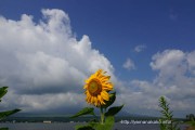 山中湖畔に咲くひまわり