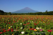 花の都公園の百日草と富士山