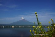 湖畔に咲く待宵草と富士山