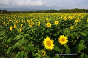 花の都公園のひまわりが見頃に