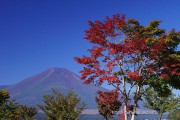 1本だけ赤くなった木と富士山