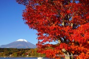 平野ワンド付近の紅葉と富士山