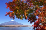 山中湖畔のもみじと富士山