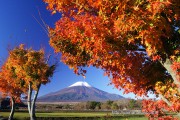 花の都公園の紅葉と富士山