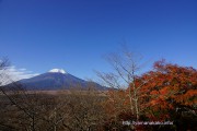 富士山と茶葉
