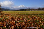 落ち葉と富士山