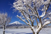 着雪した木と富士山