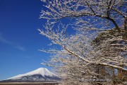 真っ白になった枝と富士山