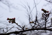 桜の開花定点観測2015 VOL.2