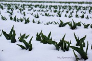 雪原のチューリップ畑