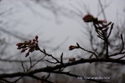 桜の開花定点観測Vol.06
