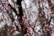 咲き始めた道ばたの富士桜