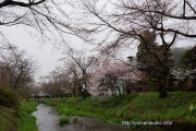 忍野新名庄川沿いの桜
