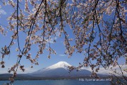 長池湖畔の桜