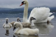 白鳥の子どもたち