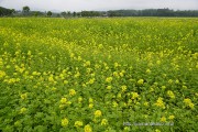 花の都公園のキカラシ