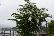 山中湖畔に植えられているヤマボウシが見頃